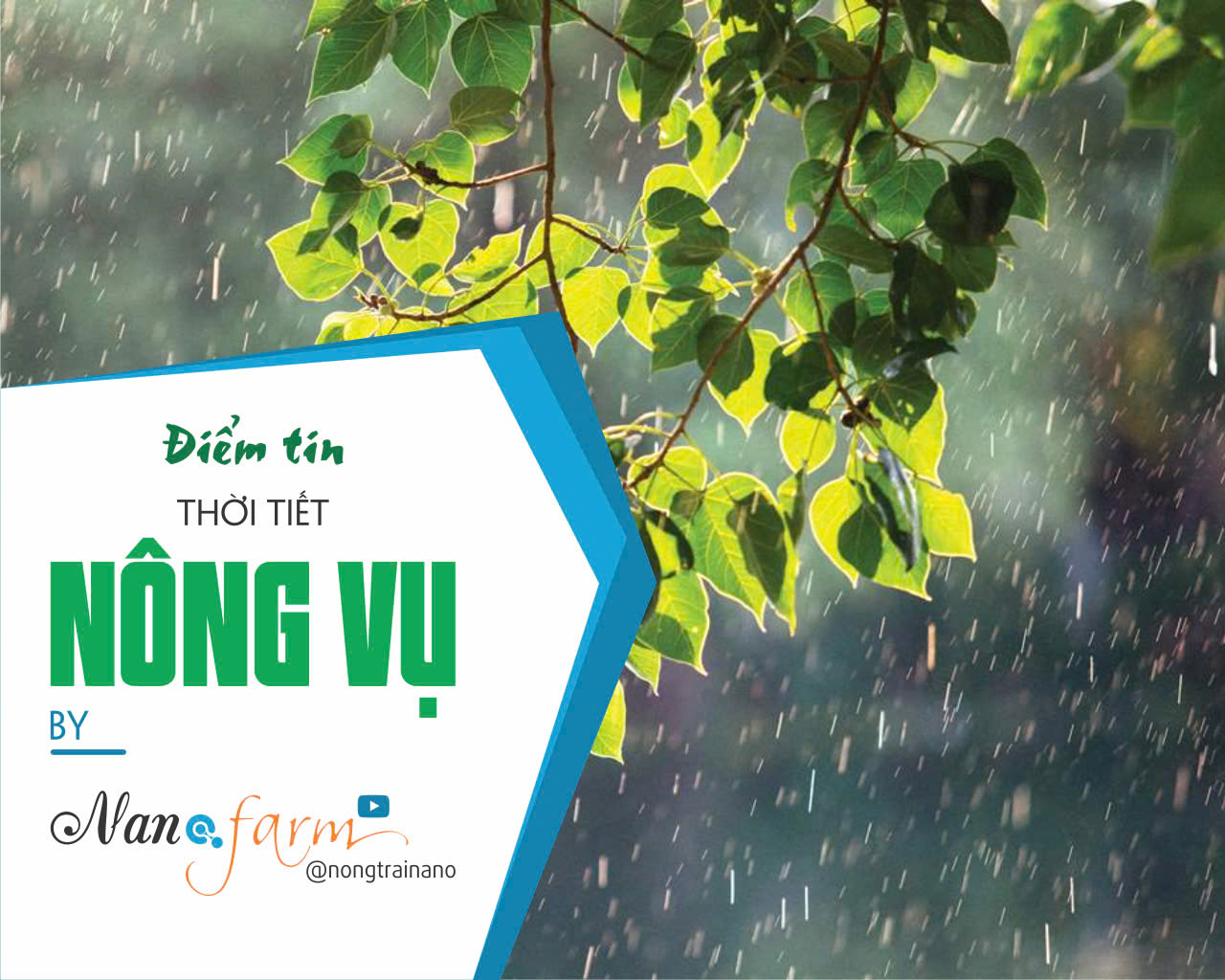 Khuyến cáo nông vụ 17/10/2024 bước vào vụ Ngô Đông, thời tiết hiện tại đã xuất hiện sâu keo với mật độ gây hại lớn